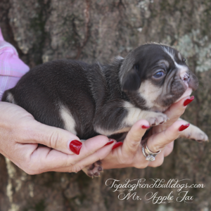 Gallery of Our Past Frenchie Puppies 5 Gallery of Our Past Frenchie Puppies Mr Apple Jax is a rich chocolate and tan chocolate tri frenchie puppy for sale near me Tennessee