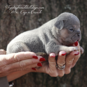 Gallery of Our Past Frenchie Puppies 4 Gallery of Our Past Frenchie Puppies Mr Cap n Crunch is a lilac and cream lilac tri French Bulldog puppy for sale in Tennessee