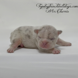 Gallery of Our Past Frenchie Puppies 7 Gallery of Our Past Frenchie Puppies Mr Cheerio is a lilac tri merle French Bulldog puppy for sale near me in Tennessee