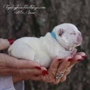 Gallery of Our Past Frenchie Puppies 3 Gallery of Our Past Frenchie Puppies Mr Snow is a platinum lilac and tan lilac tri Frenchie for sale near me TN
