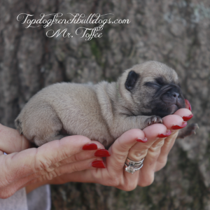 Gallery of Our Past Frenchie Puppies 1 Gallery of Our Past Frenchie Puppies Mr Toffee is a standard fawn AKC French Bulldog puppy for sale near me in Tennessee