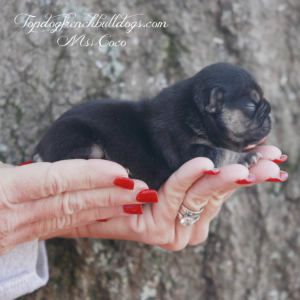 Gallery of Our Past Frenchie Puppies 2 Gallery of Our Past Frenchie Puppies Ms Coco is a chocolate and cream chocolate tri AKC French Bulldog puppy for sale near me TN