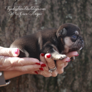 Gallery of Our Past Frenchie Puppies 6 Gallery of Our Past Frenchie Puppies Ms Cocoa Krispie is a chocolate and cream chocolate tri female Frenchie Bulldog puppies for sale near me TN Frenchie breeders